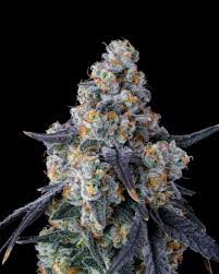 Categoria A - Flores Sativas 5g
